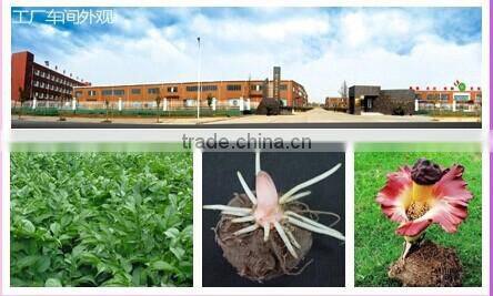 delicious konjac dried snack with grapes apple organe and strawberry flavor