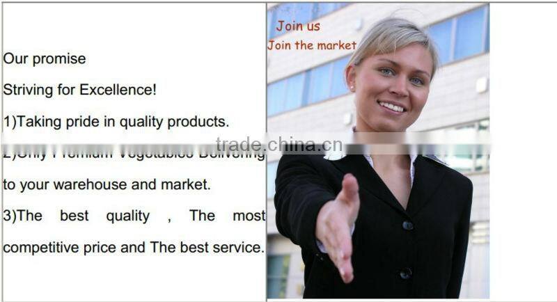 Fresh Onion Yellow Color