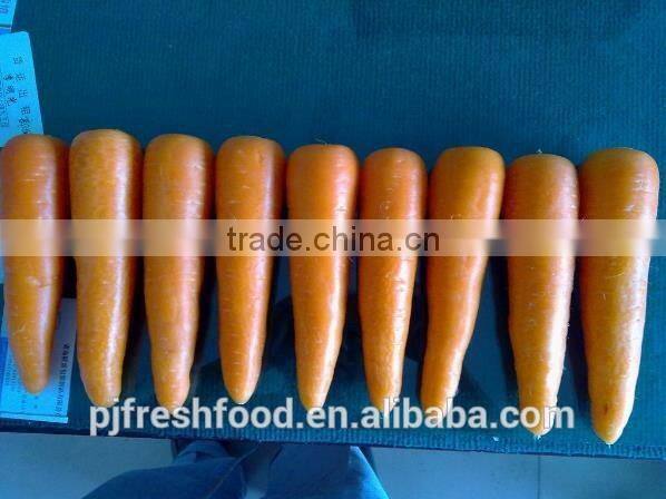Fresh Fujian Carrot