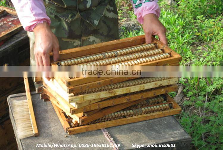 Competitive Price Fresh Organic Royal Jelly 10-hda 1.8%