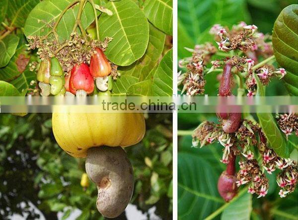 Hot!!! Factory Price ce certification blanched peanut production line