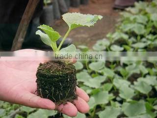 Flower and tree seeding tray
