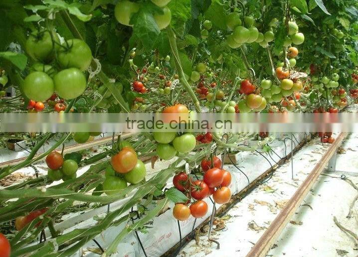 100%compostable environmental agricultural greenhouse plastic PLA grafting clips