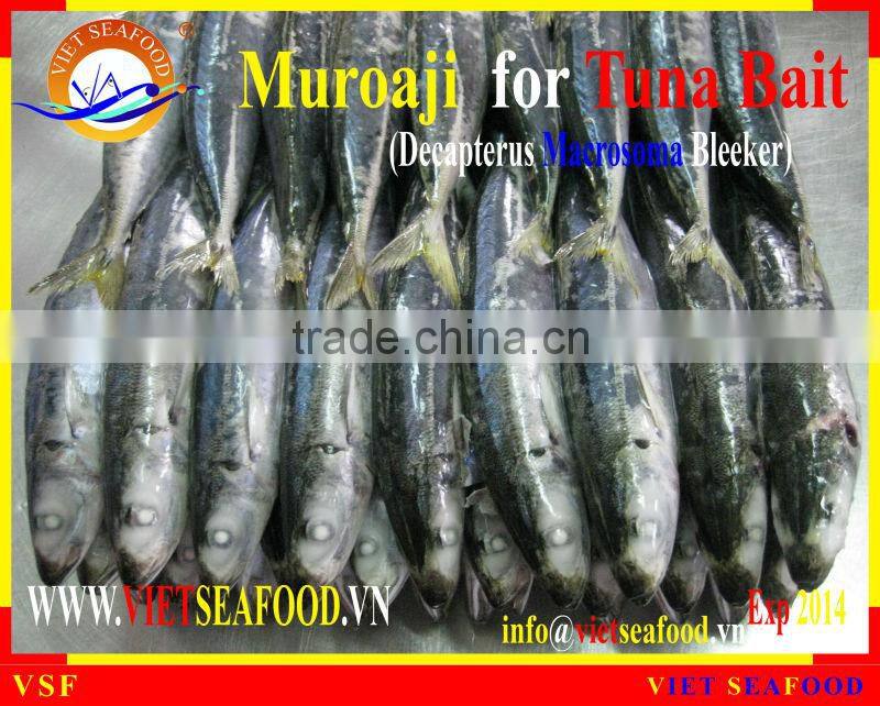 FROZEN MUROAJI FOR TUNA BAIT