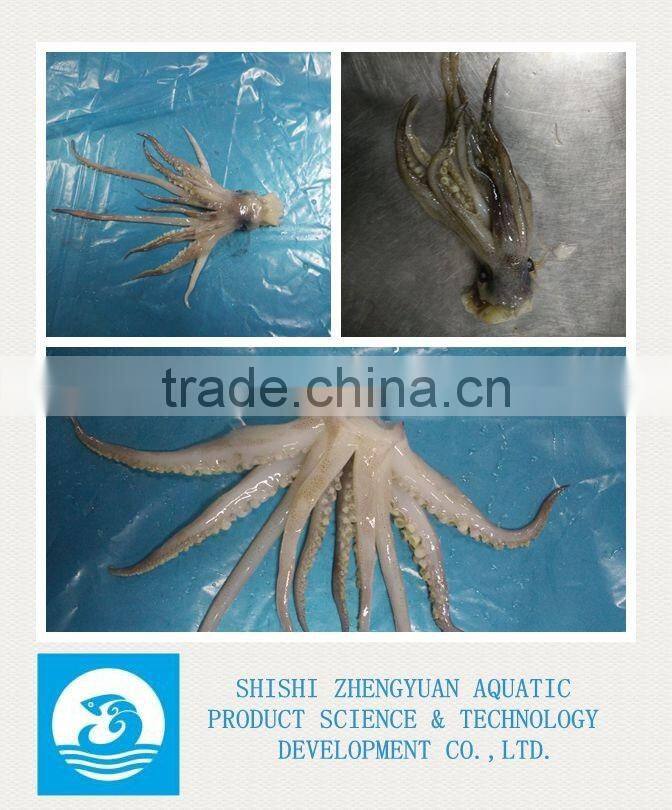 Frozen Argentina Illex squid Tentacles