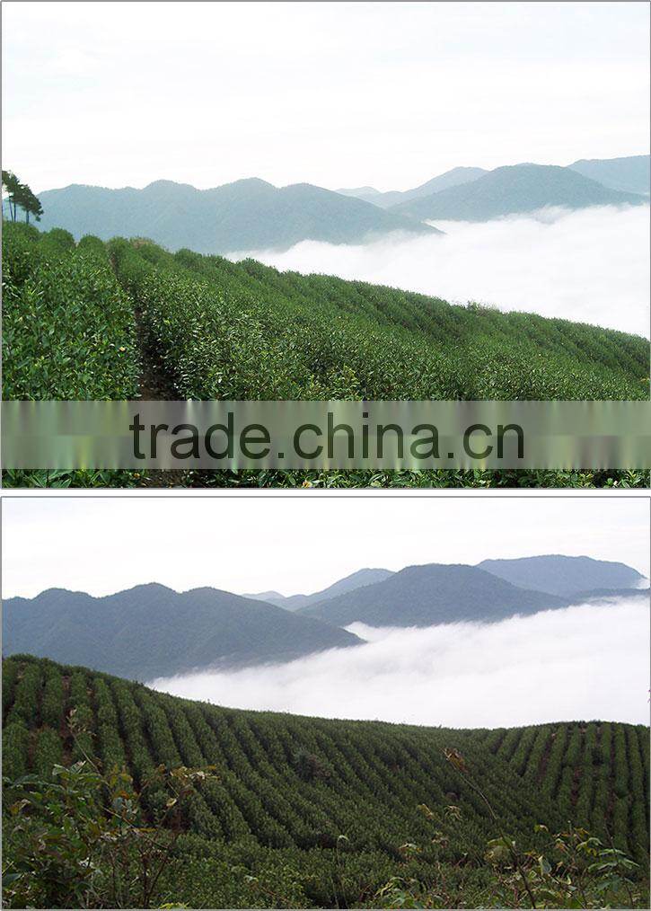 Fenghuangdancong Oolong Tea.2014 New tea fresh tasty