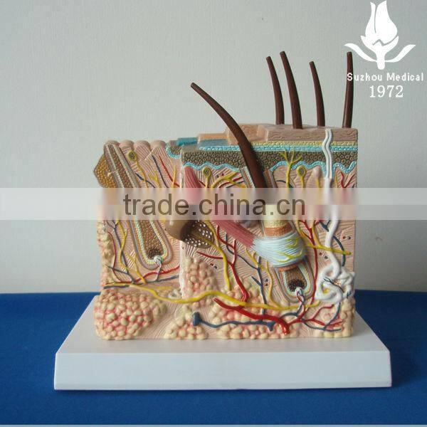 Three-dimensional structure of skin model