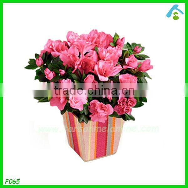 decorative plant pots indoor , coloured plant pots