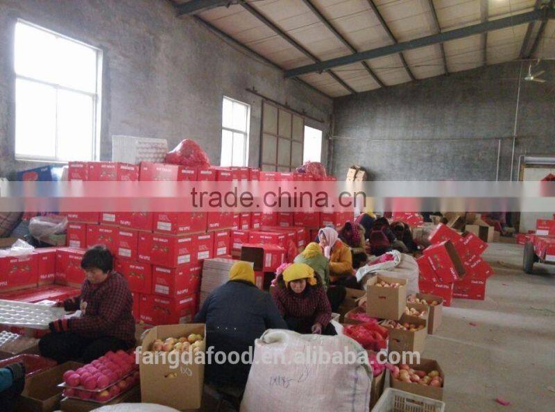 Cold storage fresh apple/low price