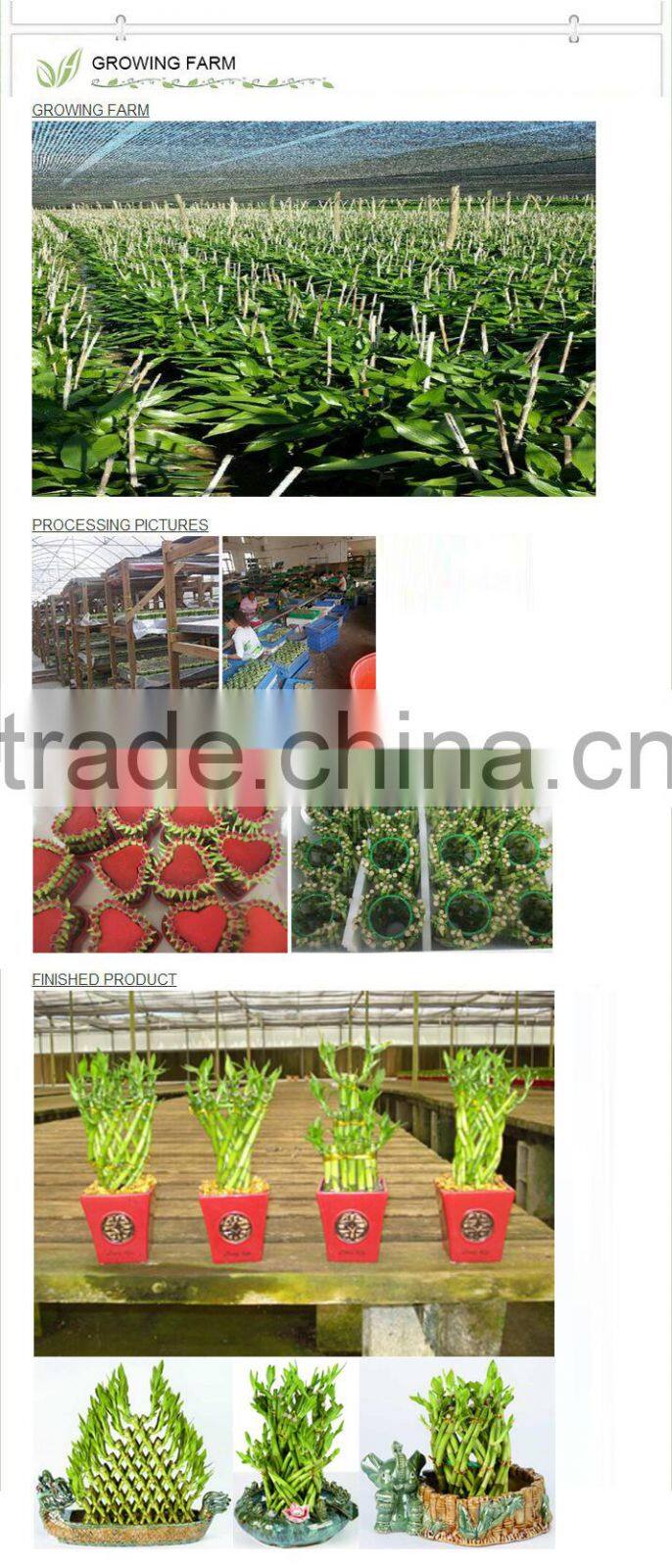 LUCKY BAMBOO braided (dragon shape )