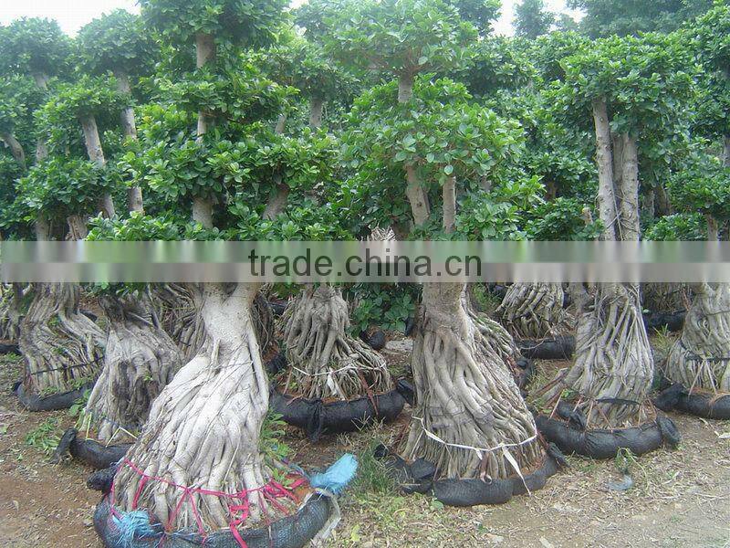 ficus bonsai plants