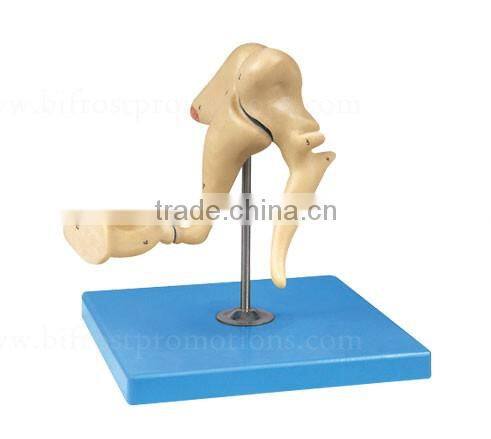Human Body Anatomy Model Bone Model Of Ear