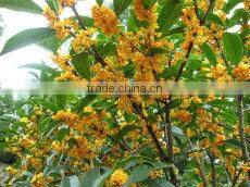 100L Rose essential oil extractor for sale