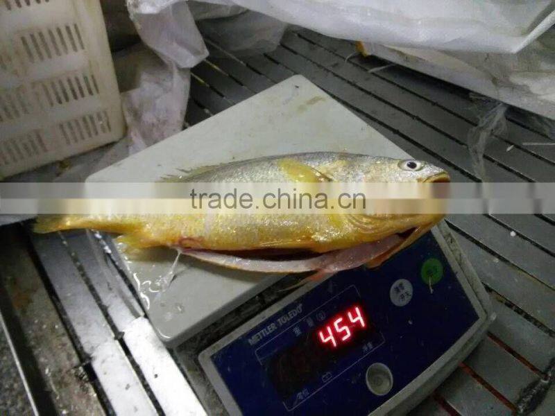 frozen yellow croaker on sale IQF 400-500g ,IWP