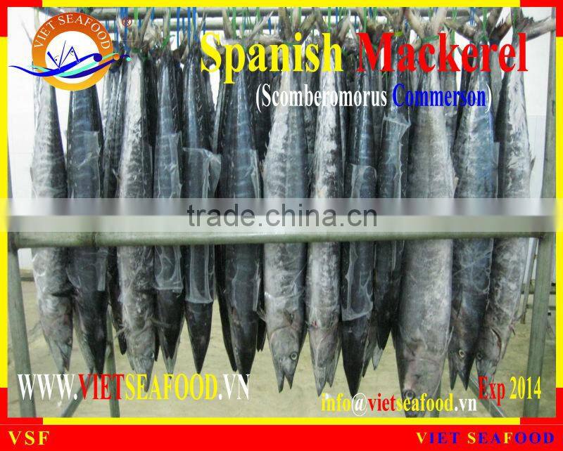 FROZEN SPANISH MACKEREL W/R
