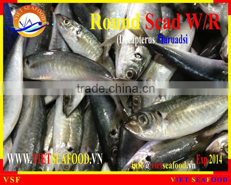 FROZEN ROUND SCAD WHOLE ROUND