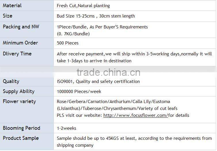 Best Price Fresh Cut Processing Type Natural Hydrangea Wholesale From Yunnan ,China