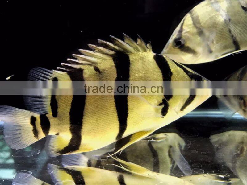 Tiger fish rare aquarium fish from Thailand exporter