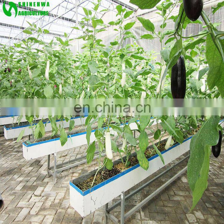 Eggplant Hydroponics and Coconut Cultivation Equipment/Hydroponics Growing Systems