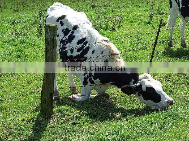 Galvanized steel coiled bulk barbed wire