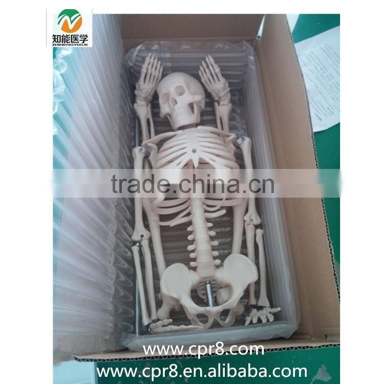 84cm Medical Artificial Human Anatomical Skeleton Model