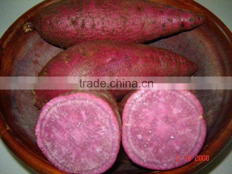Fresh sweet Potatoes Best Quality competitive price From Vietnam