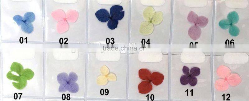 Beautiful Natural Dry Flower for Nail Art Decoration