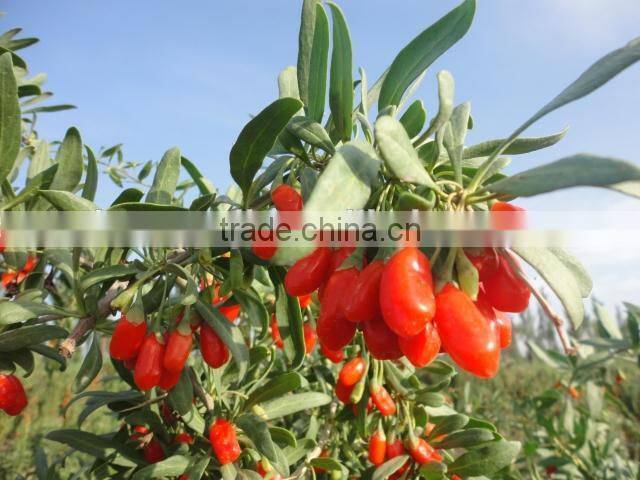 Top Quality Goji Juice Powder 100% Water Soluble