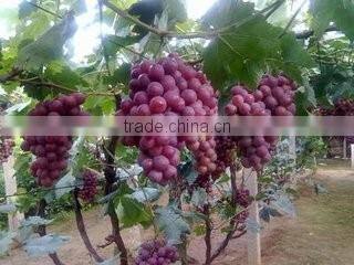 New type of high efficient compound fertilizer cailcium ammonium nitrate