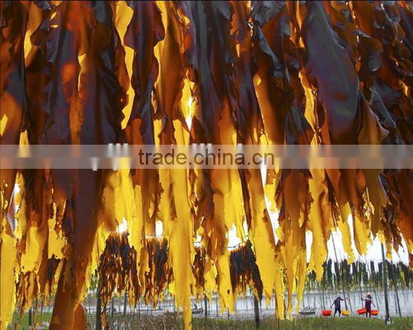 foliar spray fertilizer , Seaweed Extract Liquid Plus NPK fertilizer