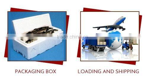 Wholesale Supplier of Delicious and Healthy Prawns for Food Industry