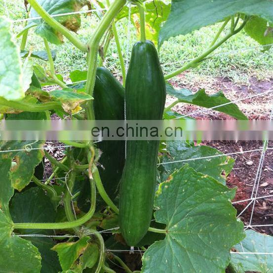 HDPE Trellis net for cucumber bean pea supporting and growing