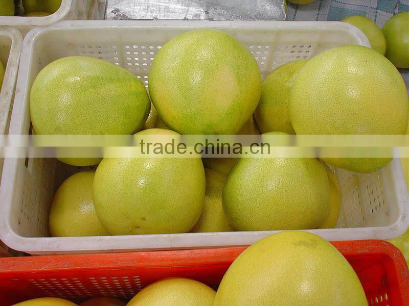 2015 new crop of the pomelo