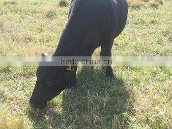 sell animal king-sized cattle ear tag ,laser ear tag