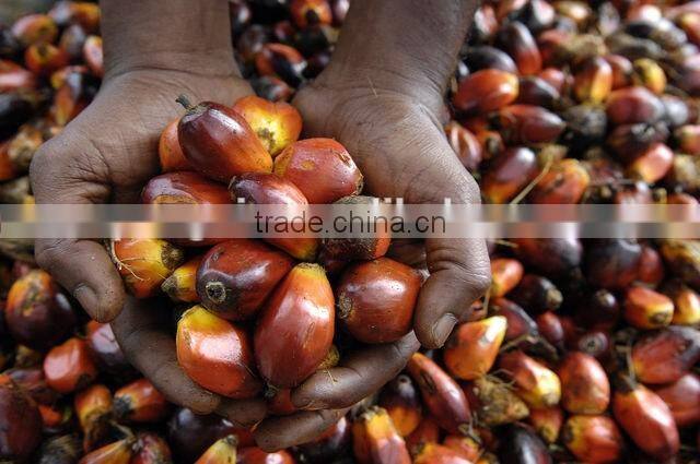 Good condition palm kernel oil expeller plant with CE