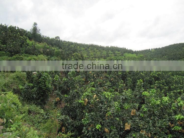 Professional export local honey pomelo from guan-xi pomelo