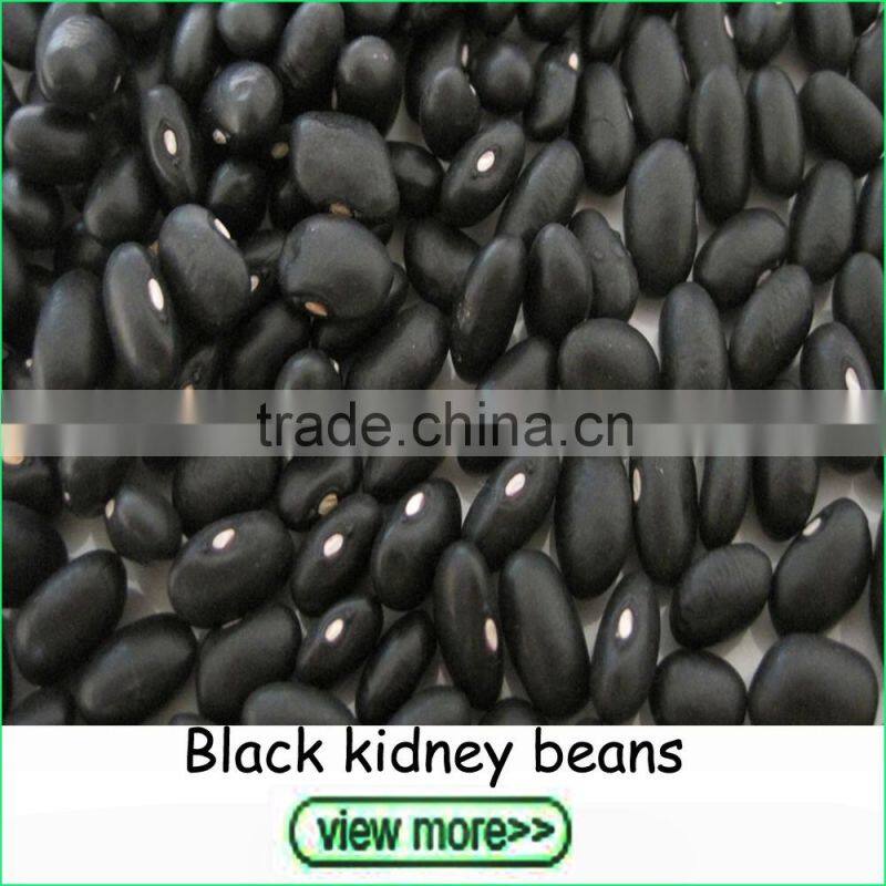 Export Grade Shine Skin Pumpkin Seeds in Bulk