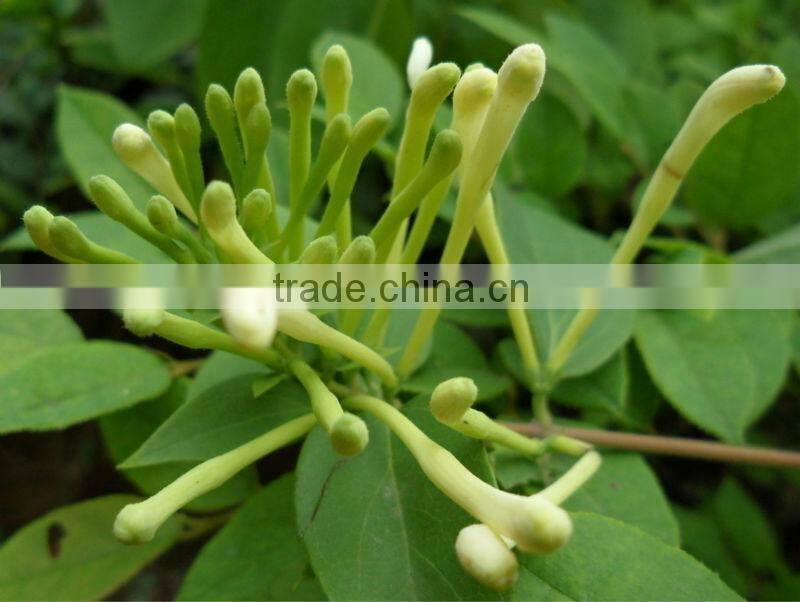 Honeysuckle Extract HoneySuchle Flowers Extract pure chlorogenic acid