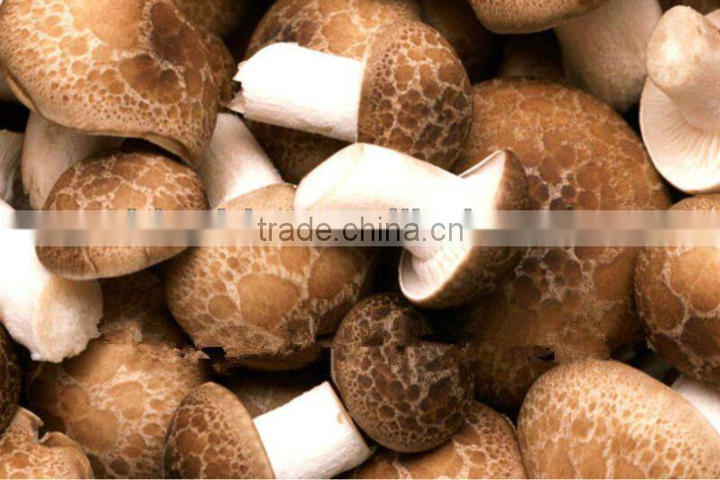 Shitake Mushroom Extract from GMP Certified Manufacturer