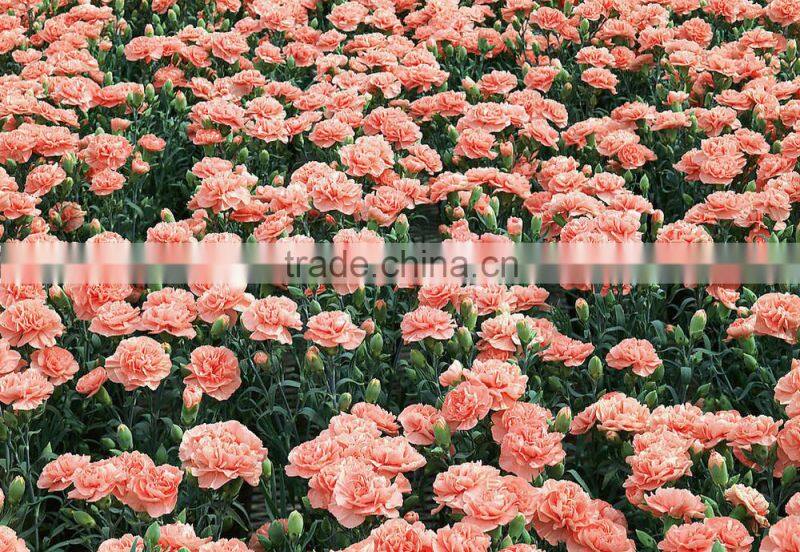 High Quality Hot Sale Natural Indian Rose Flower