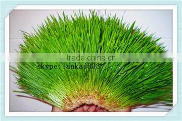 factory price Wheat or Oat Sprout Machine/Wheat or Oat Sprout equipment/bean sprout machine