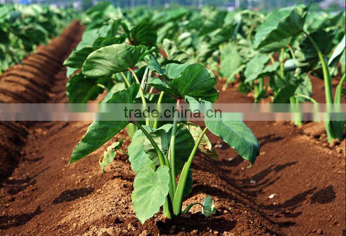 Wholesale small seeds planter manual