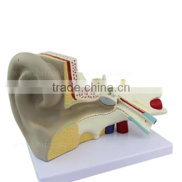Ear Plastic Education Human Body Anatomy Model
