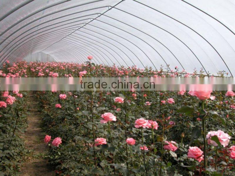 100mm Pvc Plastic Film Covered Tunnel Greenhouse For Private Agicultural planting