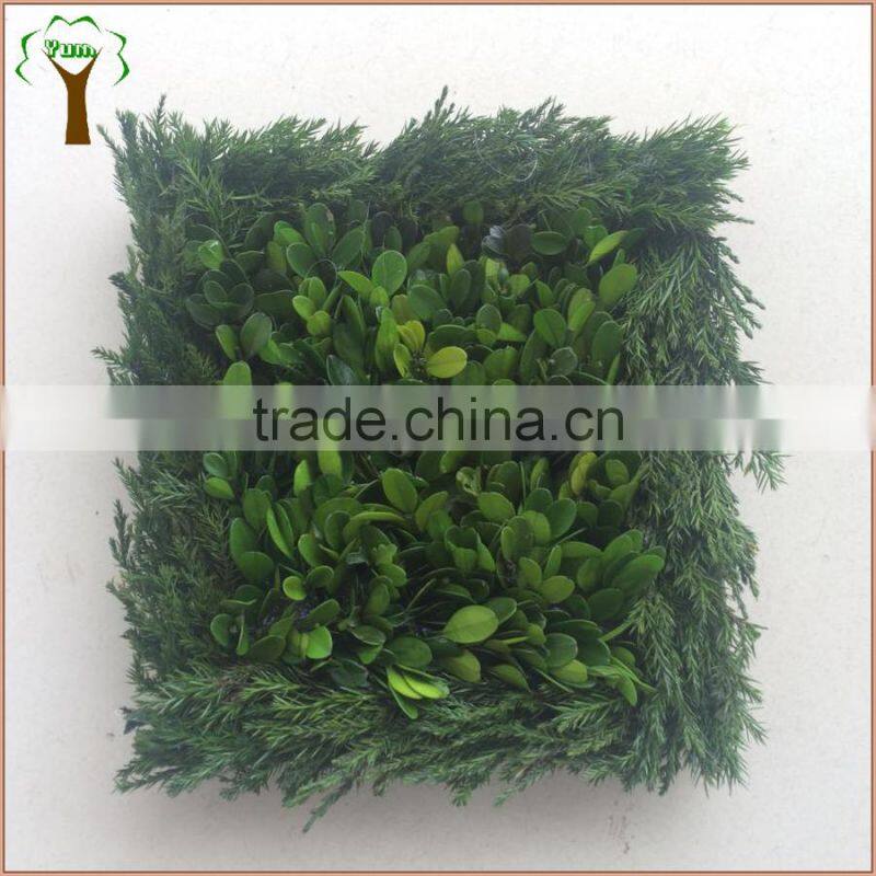 New design square preserved boxwood and cypress