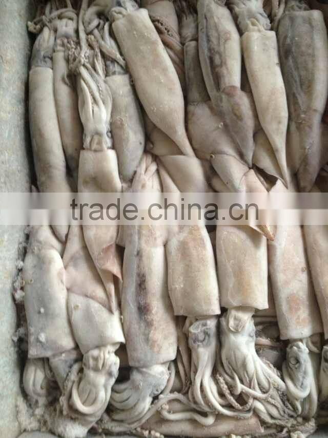 100-200g Frozen Japanese Squid
