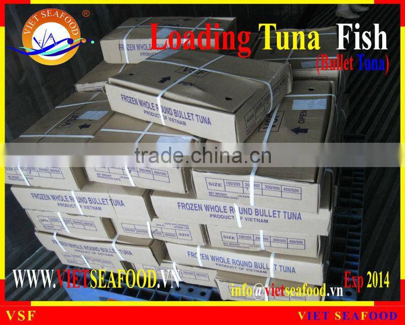 LOADING WHOLE ROUND BULLET TUNA