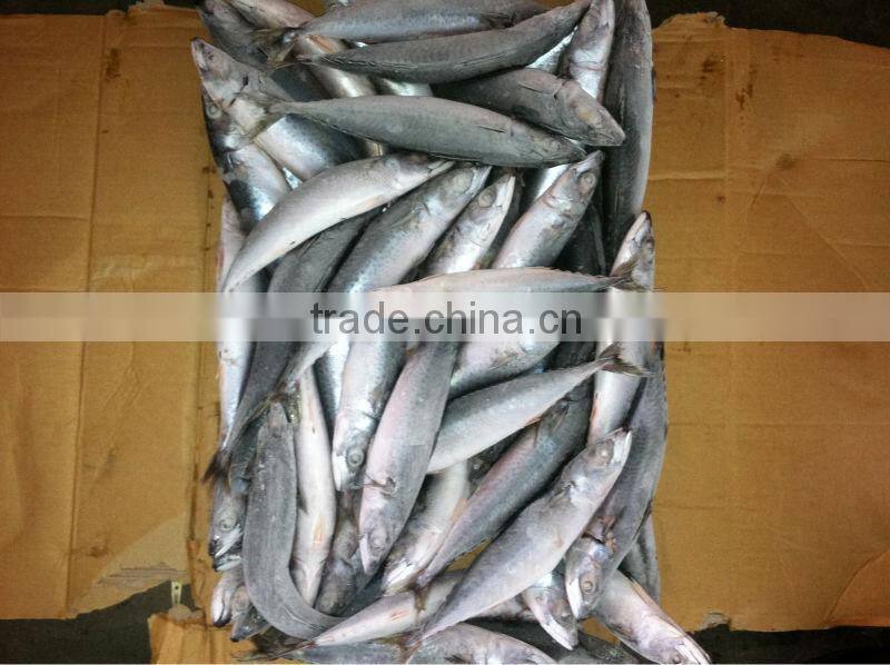 100-200g W/R frozen scomber japonicus pacific mackerel
