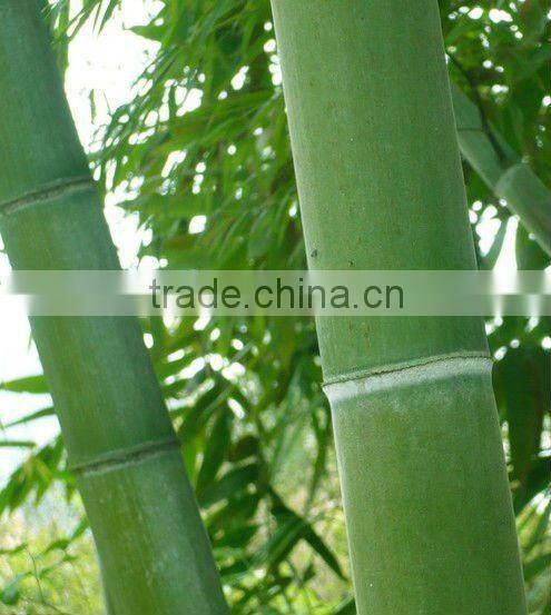 Solid T&G Bamboo parquet