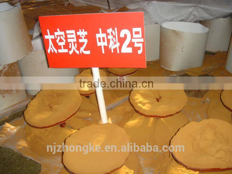 Cancer Treatment Reishi/Ganoderma Mushroom Spore Oil Soft Gel